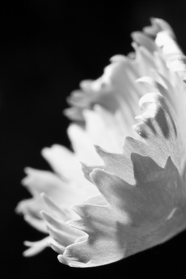 Flower Black and White