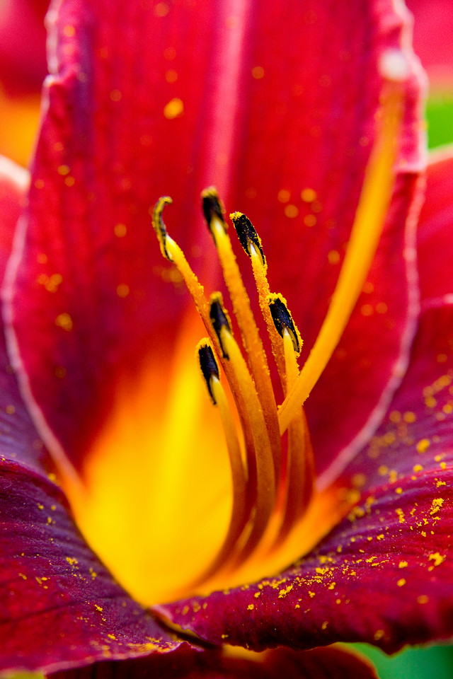 Flower with Pollen